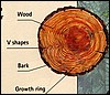 annual-growth-rings-of-trees[1].jpg